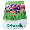 View Image 1 of 1 of Beach Towel (80 x 160cm)