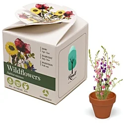Mini Box Seed Kit