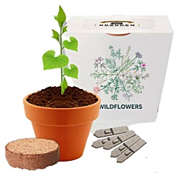 Essentials Clay Pot Garden  - Wild Flowers