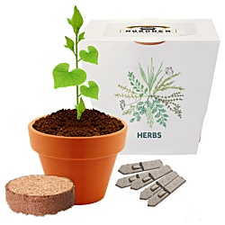 Essentials Clay Pot Garden  - Mixed Herbs