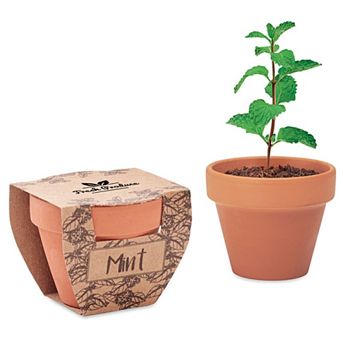Mint Terracotta Pot Main Image