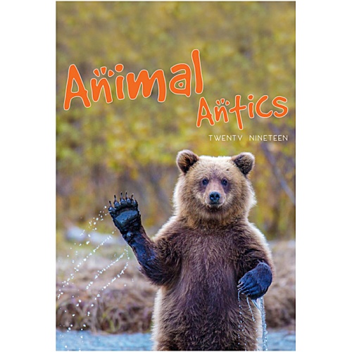 Wall Calendar - Animal Antics Main Image