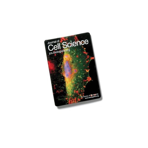 DISC Rectangle Shape Magnet Main Image