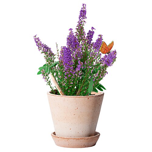Additional Image 4 - a potted plant with purple flowers