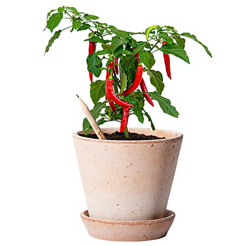 Additional Image 5 - a plant in a pot