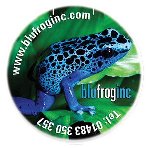 Additional Image 1 - a blue frog on a green leaf