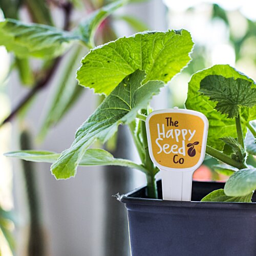 Additional Image 1 - a plant in a pot