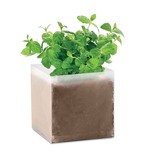 Additional Image 1 - a plant in a pot