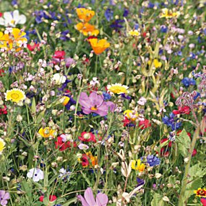 Additional Image 2 - a field of colorful flowers