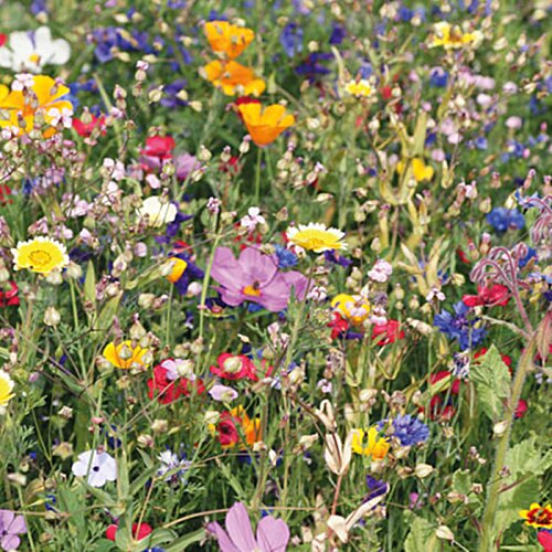 Additional Image 2 - a field of colorful flowers