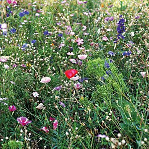 Additional Image 1 - a close-up of a flower