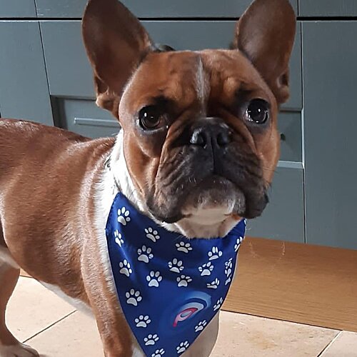 Additional Image 1 - a dog wearing a bandana