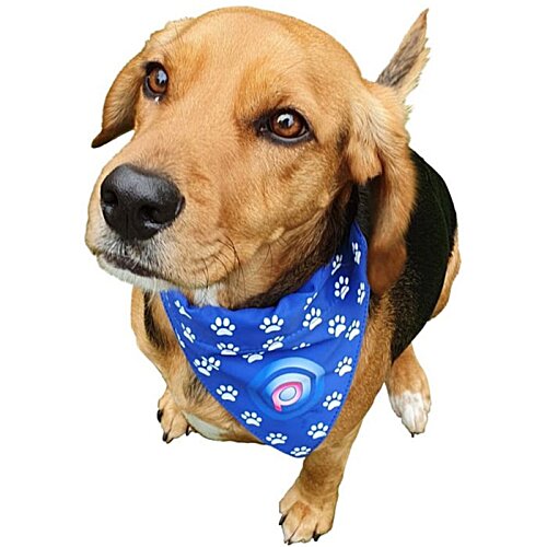 Additional Image 4 - a dog wearing a blue bandana