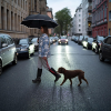 Additional Thumbnail Image 9 - a person holding an umbrella and a dog walking on a street
