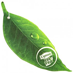 Additional Image 4 - a close up of a leaf