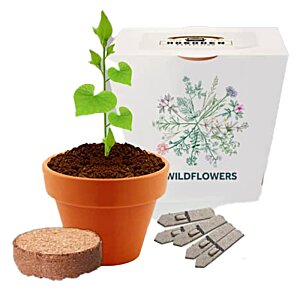 Additional Image 1 - a plant in a pot next to a box