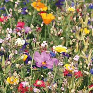 Additional Image 6 - a blurry image of a field of flowers