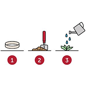 Additional Image 7 - a diagram of a plant growing