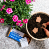 a potted plant with pink flowers