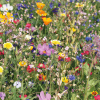 a field of flowers