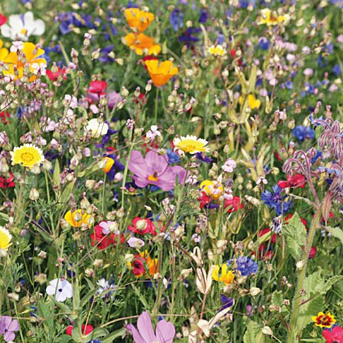 Additional Image 4 - a field of flowers