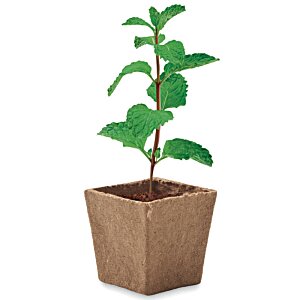 Additional Image 2 - a plant in a pot