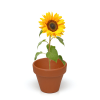 Additional Image 7 - a sunflower in a pot