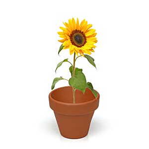 Additional Image 7 - a sunflower in a pot
