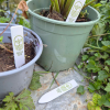 Additional Thumbnail Image 10 - a plant in a pot