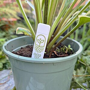 Additional Image 11 - a plant in a pot