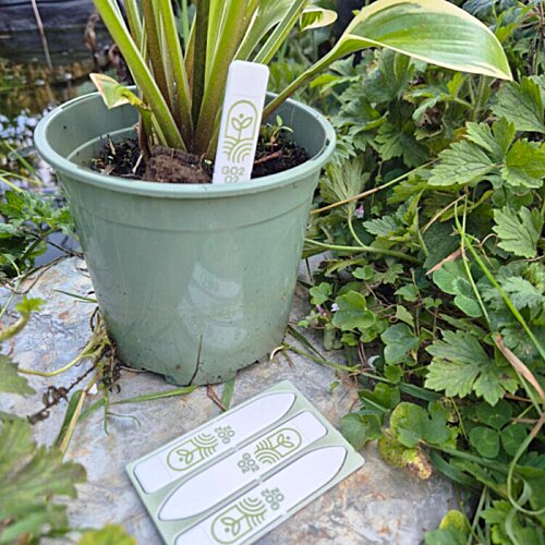 Additional Image 4 - a plant in a pot