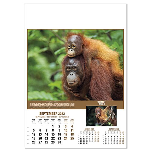 Additional Image 1 - a close up of an orangutan