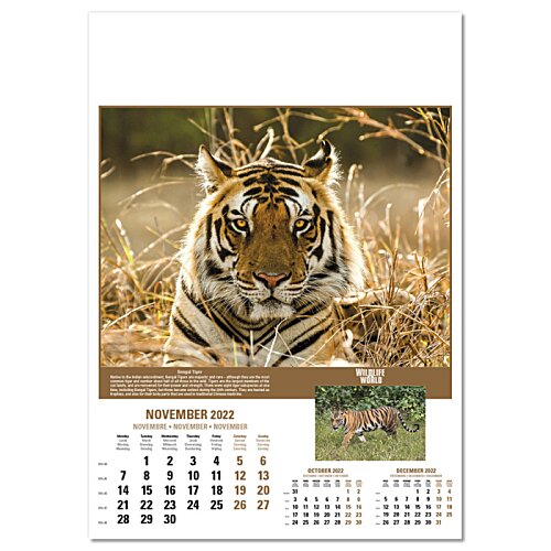 Additional Image 3 - a tiger in a field