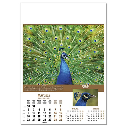 Additional Image 4 - a blue peacock in a field