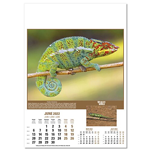 Additional Image 6 - a lizard on a branch