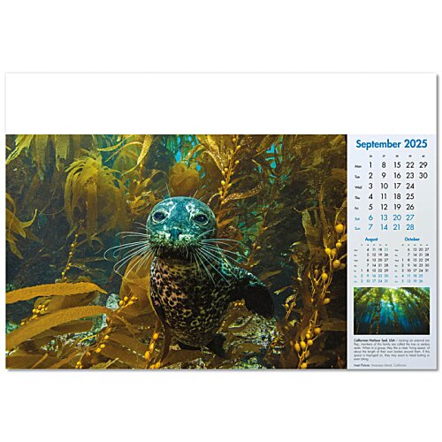 Additional Image 4 - a close up of a turtle