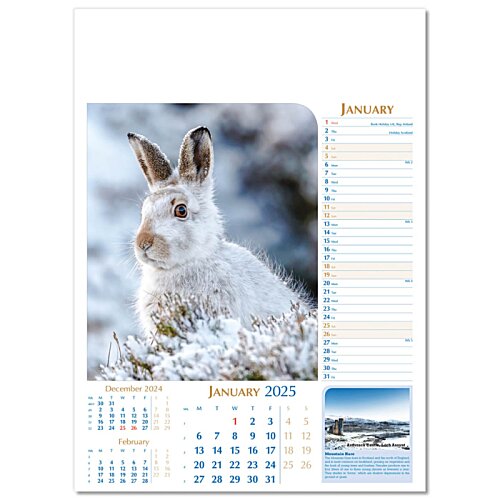 Additional Image 12 - a white rabbit with a brown nose