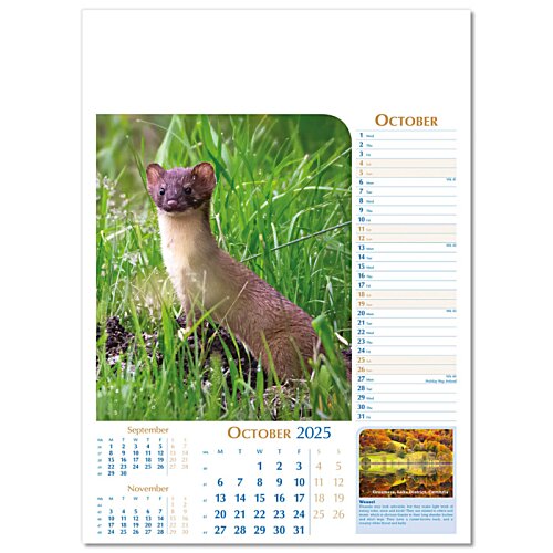Additional Image 3 - a small animal in the grass