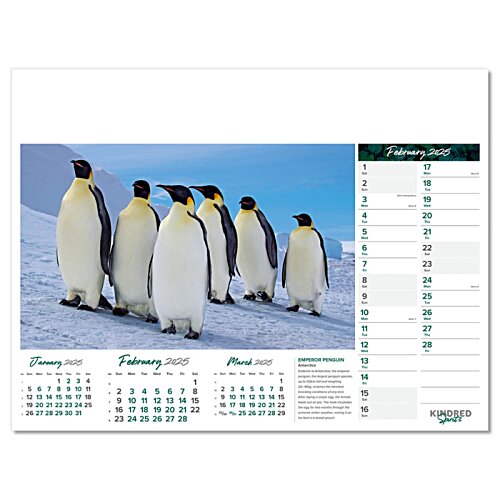 Additional Image 11 - a group of penguins standing in a line