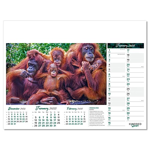 Additional Image 12 - a group of monkeys in a forest