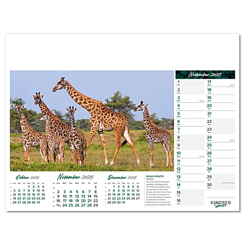 Additional Image 2 - a group of giraffes in a field