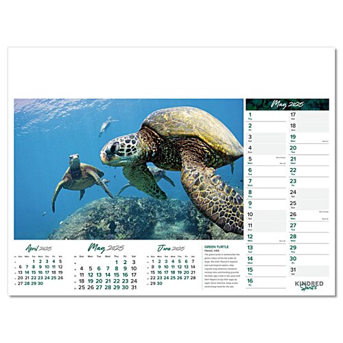 Additional Image 8 - a turtle swimming in the water