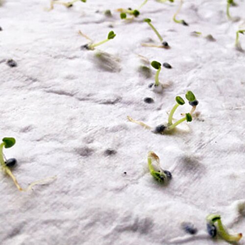 Additional Image 1 - a close up of a plant