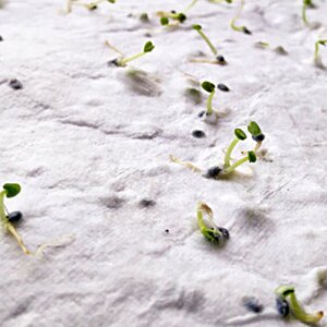 Additional Image 1 - a close up of a plant