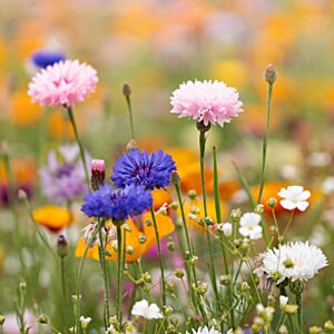 Additional Image 2 - a field of colorful flowers